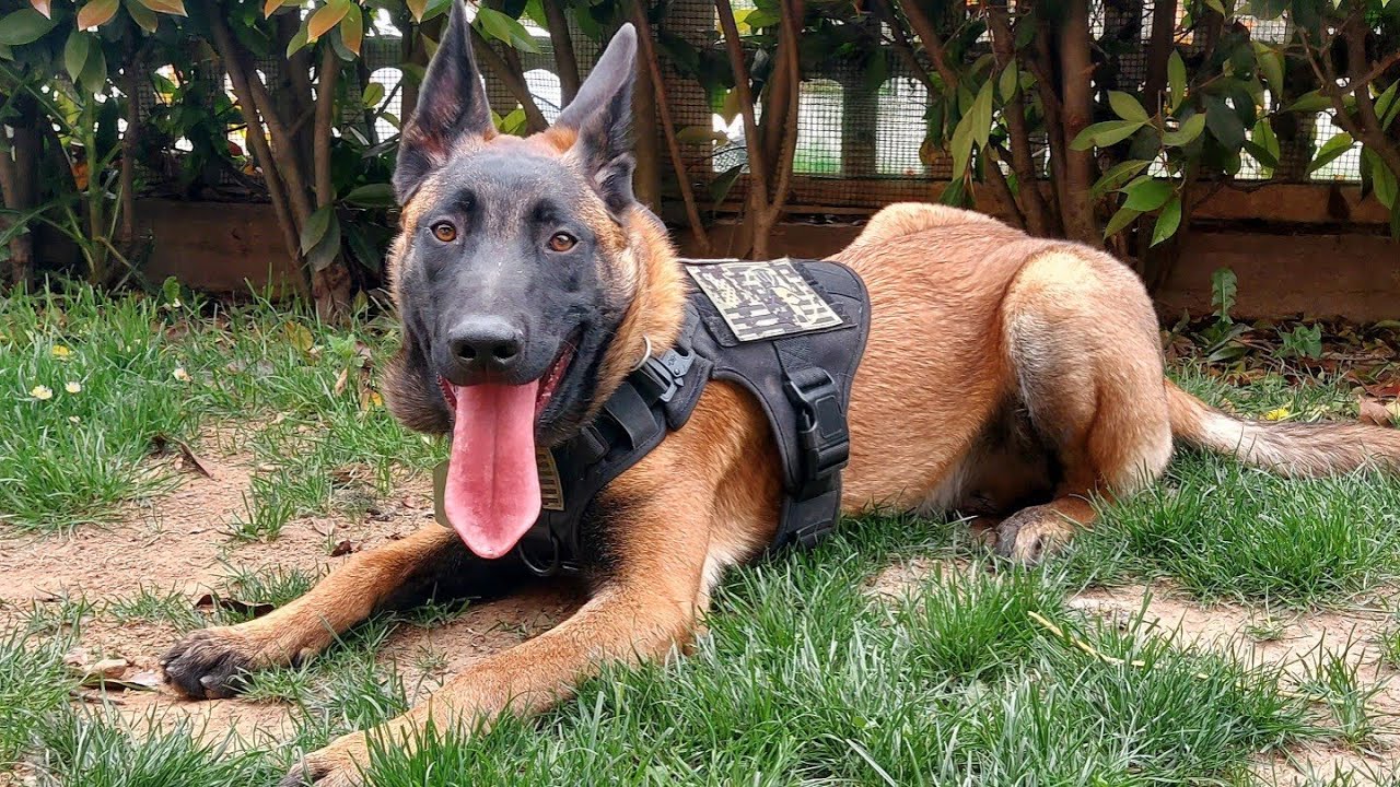 pastore belga malinois ricerca olfattiva addestramento