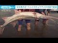 淡水魚の王「ハシナガチョウザメ」絶滅　中国・長江(2022年7月26日)