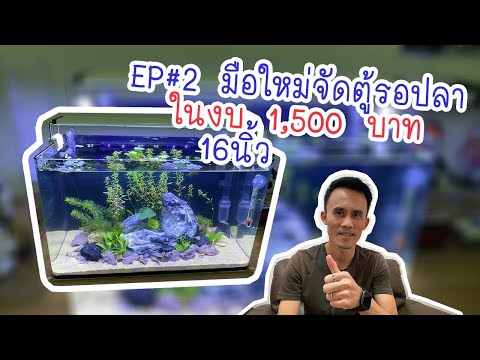 Hawaa มือใหม่ตู้ปลา EP2 ครั้งแรกในชีวิต จัดตู้รอปลากันดีกว่า