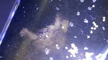 florida snapping turtle rùa cảnh cho ăn cám bổ sung đạm