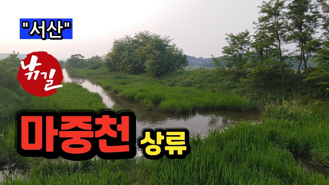 [서산]_ 마중천 상류 / 2월 일찍 터지는 곳~!!