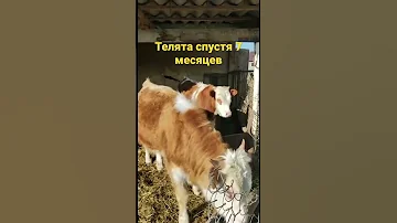 Телята которых выгружал на руках #телята #бычки #крс