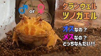クランウェルツノガエル Youtube