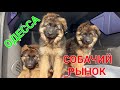 Собачий рынок Одесса. Староконный. Продажа собак. Птичий базар. Животные. Котята. Щенки. #зоотроп
