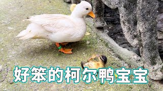 The duckling fell down and couldn't get up  but the mother duck was worried. why is the child so st