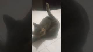 Kucing Pijey Mandi  Pagi  Mantemanshorts subscribe viral