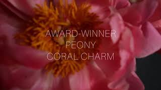 AWARD-WINNER PEONY CORAL CHARM | LE BLISS BOUQUET | FLORIST INDONESIA