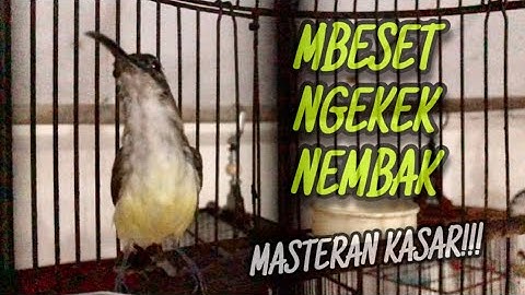 Top Masteran‼️Pijantung Pisang Gacor Konslet Mbeset Ngekek Nembak Durasi Panjang | @kicautembak