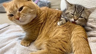 【プリン味】美味しすぎて昇天する猫