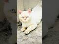 Finally i found the owner of this lost cat
