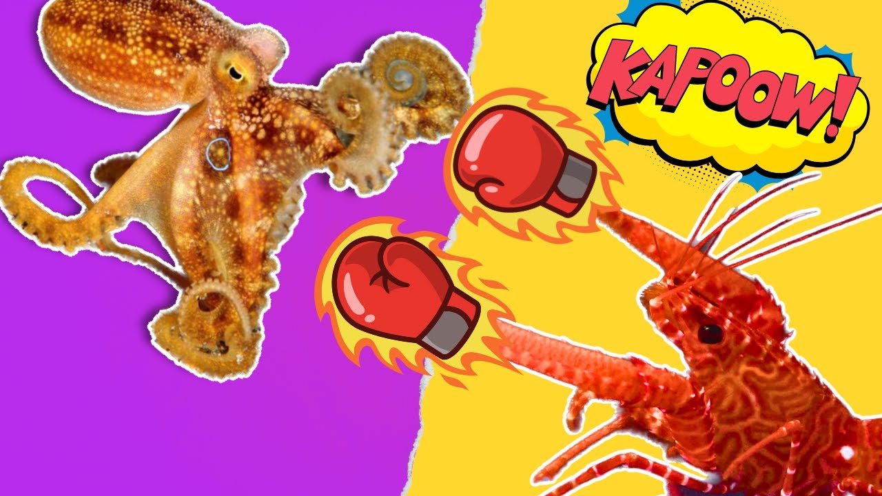 My pet octopus meets a lobster for her birthday