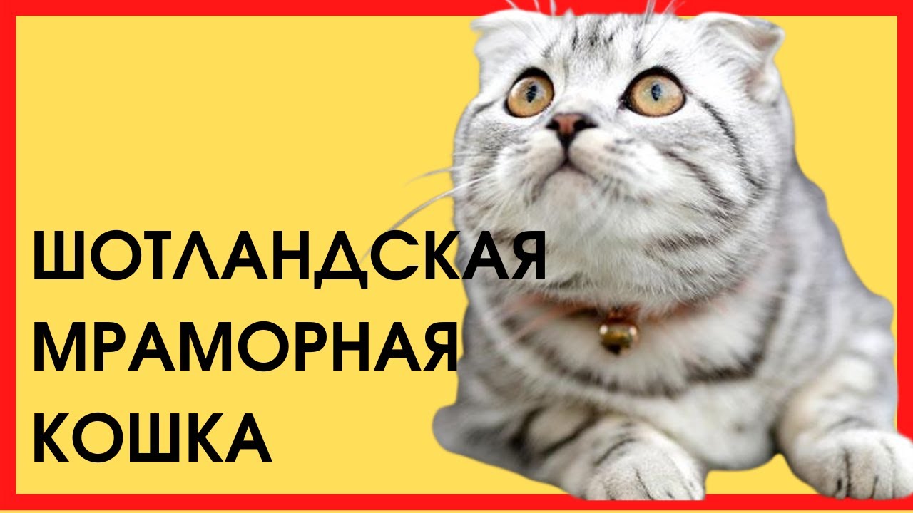 ШОТЛАНДСКАЯ МРАМОРНАЯ КОШКА