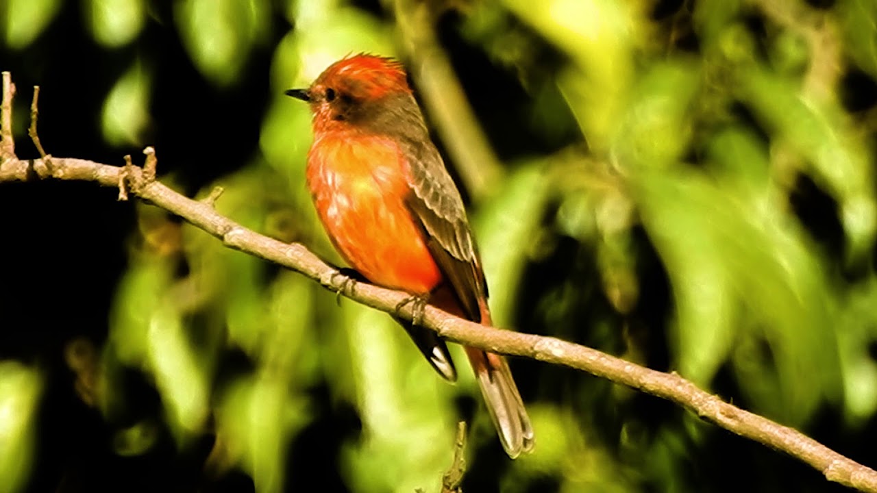VERMILION FLYCATCHER male (PYROCEPHALUS RUBINUS), PRÍNCIPE, PAPA-MOSCAS-VERMELHO, CORAÇÃO-DE-BOI.