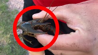 Caught MASSIVE crawdad while fishing