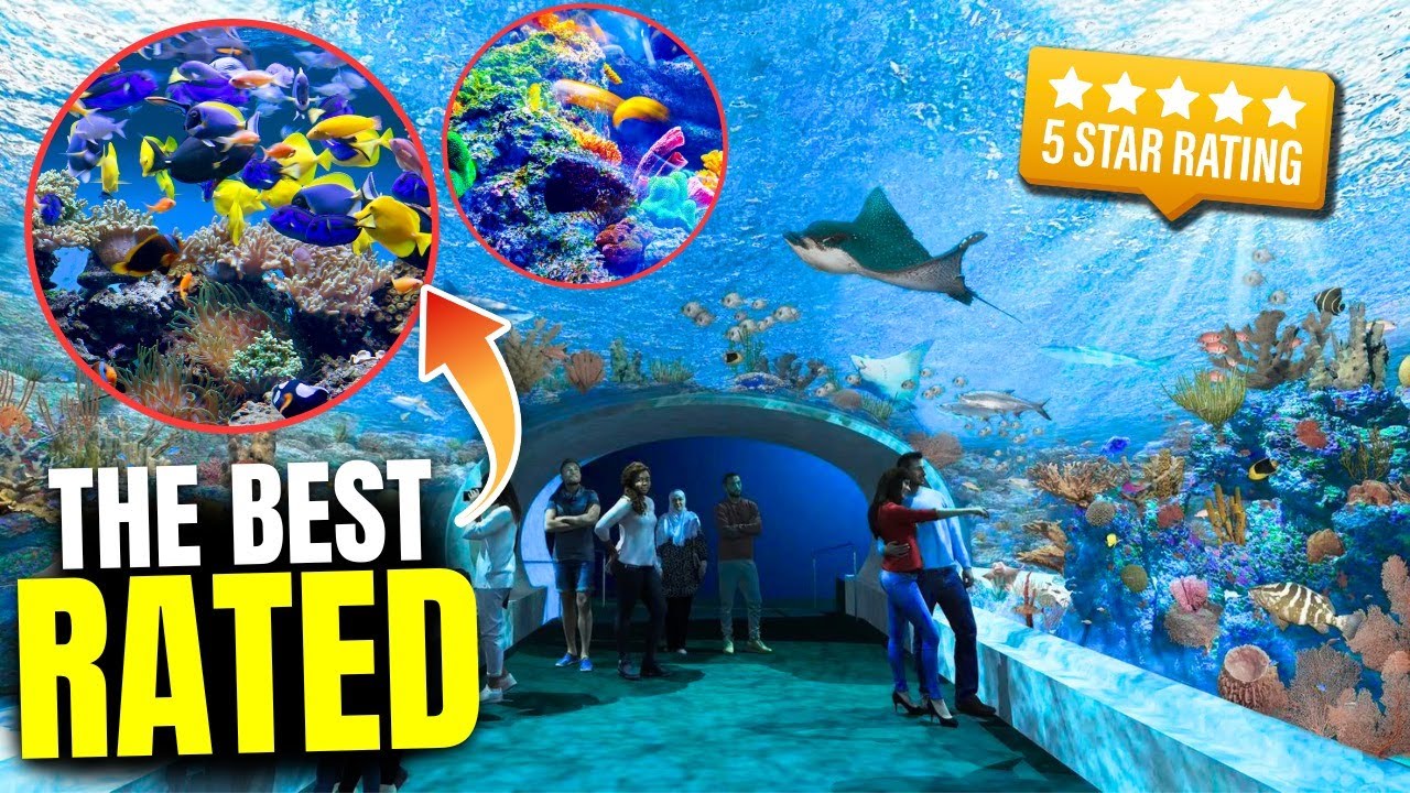 These Are The 10 BEST Aquariums In USA YouTube