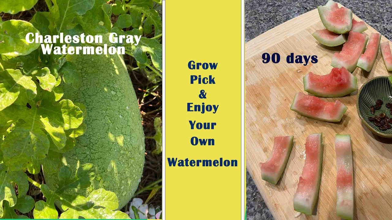 Grow & Pick Your Own Watermelon in 90 Days -