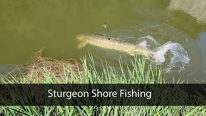 Sturgeon Fishing from shore, British Columbia, Canada