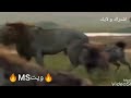 شيلات فزعه 4 هجمو ٥٠ من الضباع على أسد واحد شوفو مين فزع حماااااس