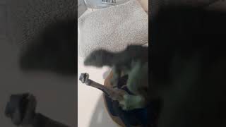 dino friend just wants to play