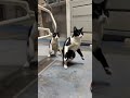 trem doido #funny #viral_video #trem #shortviral #shortvideo #shorts #shor #shirt