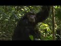 Nikos Deja Vu - Chimpanzee (&Chi;&iota;&mu;&pi;&alpha;&tau;&zeta;ή&sigmaf;)