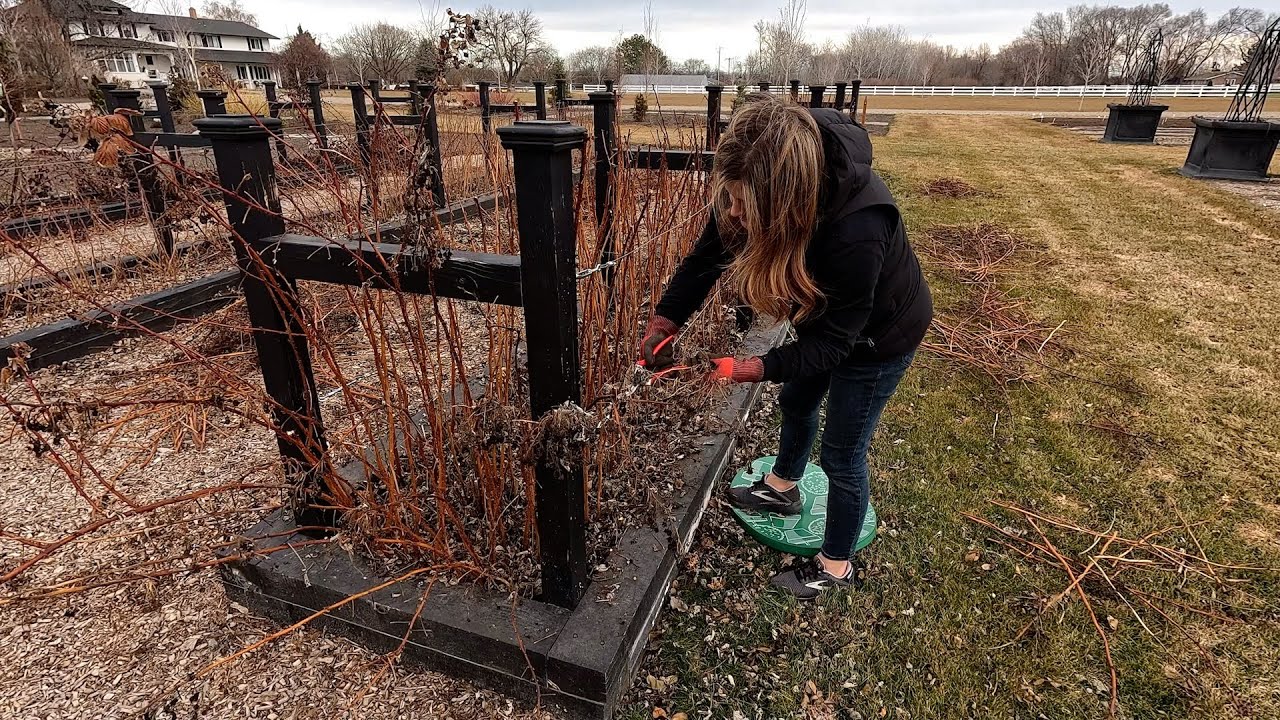 Как я обрезаю нашу малину и ежевику! 🌿🤤❤️ // Garden Answer