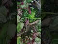 Aaj Ham banane Ja Rahe Hain Lal Palak recipe aap log dekh sakte hain 🤲🤲