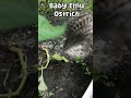 Emu Life Day 44 - Baby Ostrich is growing as an agronomist #shorts