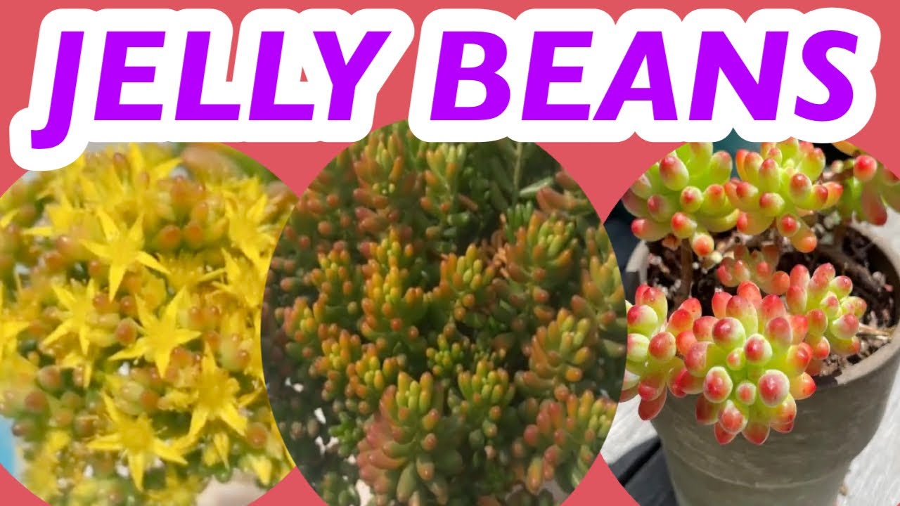 How To Grow & Care Of Sedum Jelly Beans Plant # वरसात केबाद  जैलीबींस के पोधे की देखभाल/Propagation 