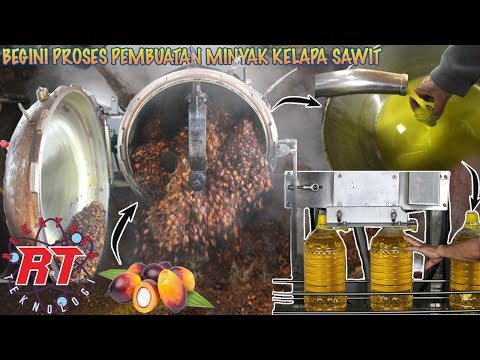 Video: Kernel kacang pinus: fitur, sifat bermanfaat, dan bahaya