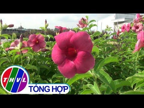 Video THVL | Bắt mắt hoa huỳnh anh màu tím ở làng hoa Sa Đéc - youtube