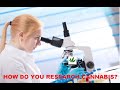 We dont know enough about cannabis cannabis research explained