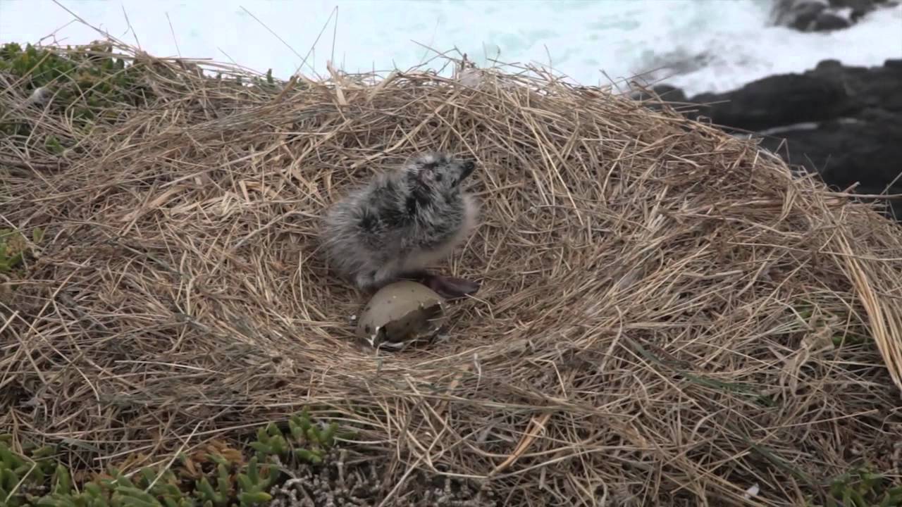 Things to do in Dunedin - Elm Wildlife Tours, Otago Peninsula