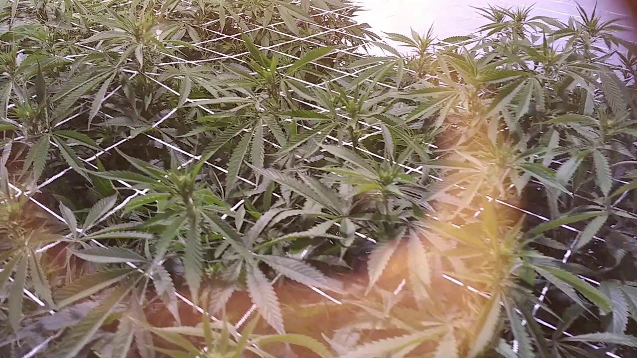 Indoor Cannabis Flower Room Tour 2020