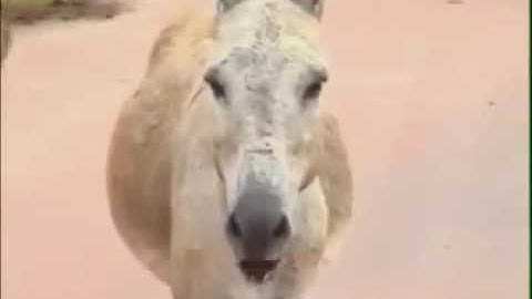 Burros que causam acidente