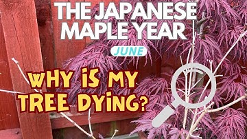 Japanese Maples: Why is my tree dying & what can I do?