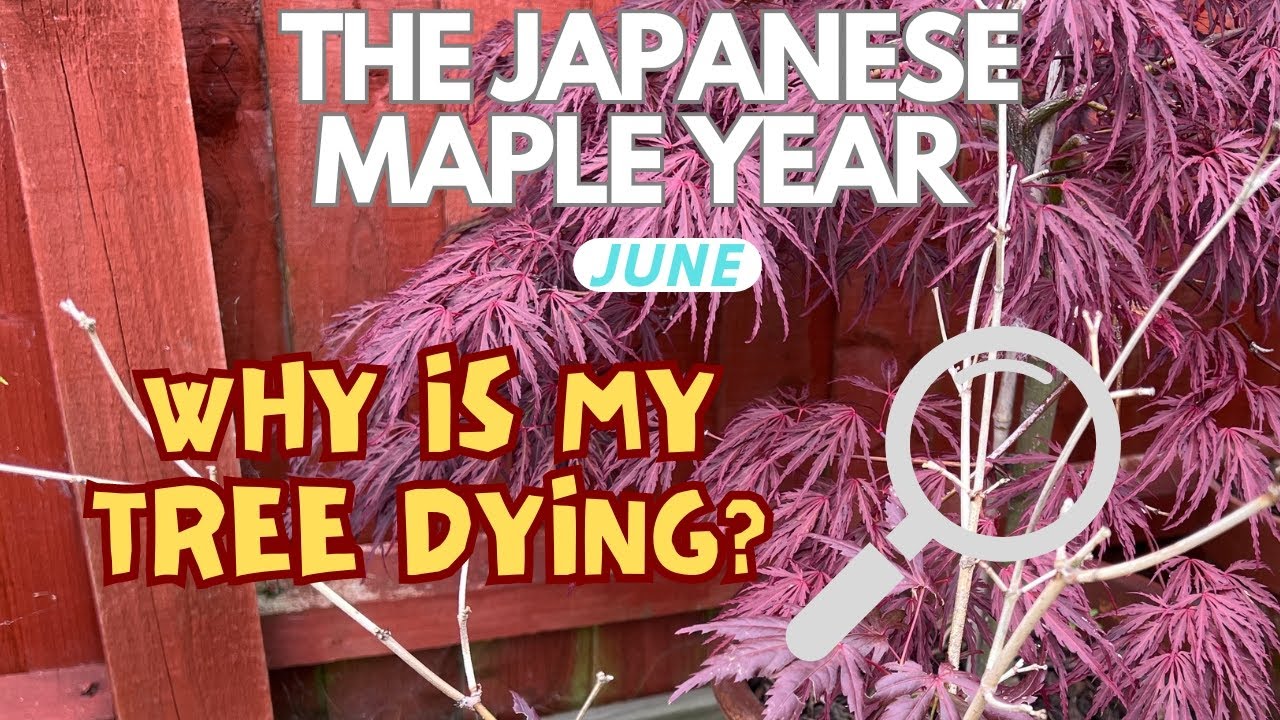 Japanese Maples: Why is my tree dying & what can I do?