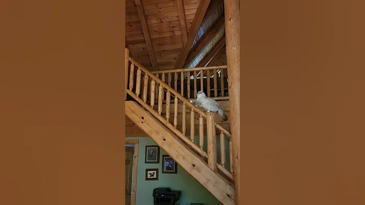 Watch the video about Will She Fall? 😯😳 Watch Cat try to climb... #cute #cat #amazingcat #cats #catshorts