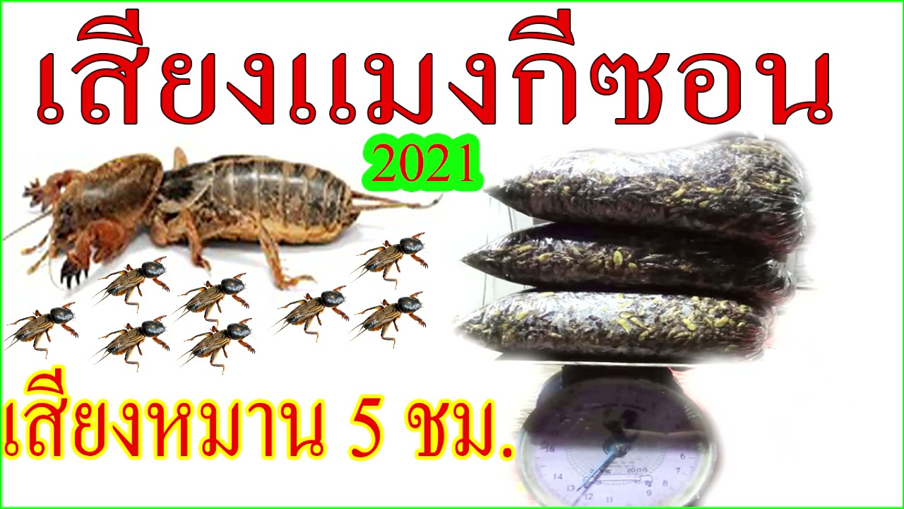 เสียงแมงจีซอนสูตร หมานเข้าเยอะ 2022