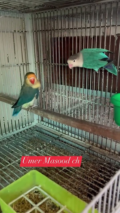 Parblue and blue fisherichampions BVA Master 2002 #lovebirds #viral  #viralvideo #lovebirdsetup