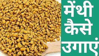 मेंथी कैसे उगाएं | बीज से मेंथी कैसे उगाएं | Fenugreek seeds Growing process