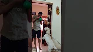 Puppys first reaction to balloon ? christmas shorts labrador