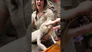 The cute baby Alligator 🐊 is hungry 😍#ytshorts #reptiles #crocodile #alligator #gator@Animalethos.