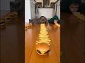 cat dog challenge fun 😂 #funny #rankingvideo
