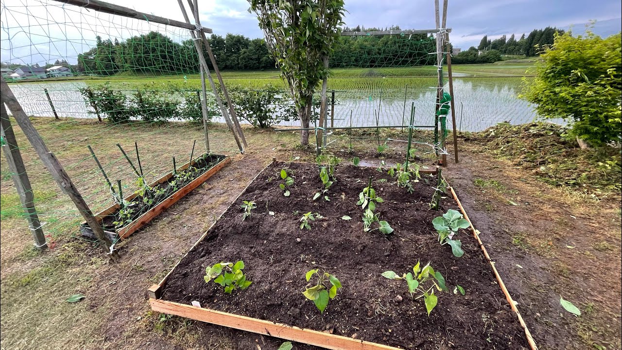 WE PLANT 🌱 VEGETABLES