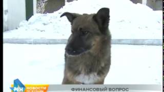 Деньги на отлов собак города и районы Иркутской области получат в ближайшее время Деньги на отлов собак города и районы Иркутской области получат в ближайшее время