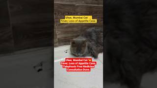 Cat Fever Mumbai Case ll #shortsfeed #shortfeed #shorts #dog #cat #trending #viral #ytshorts