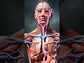 Turbooz Khane Se Jism Ke Andar Kya Hota Hai? 🍉 | 3D Medical Animation