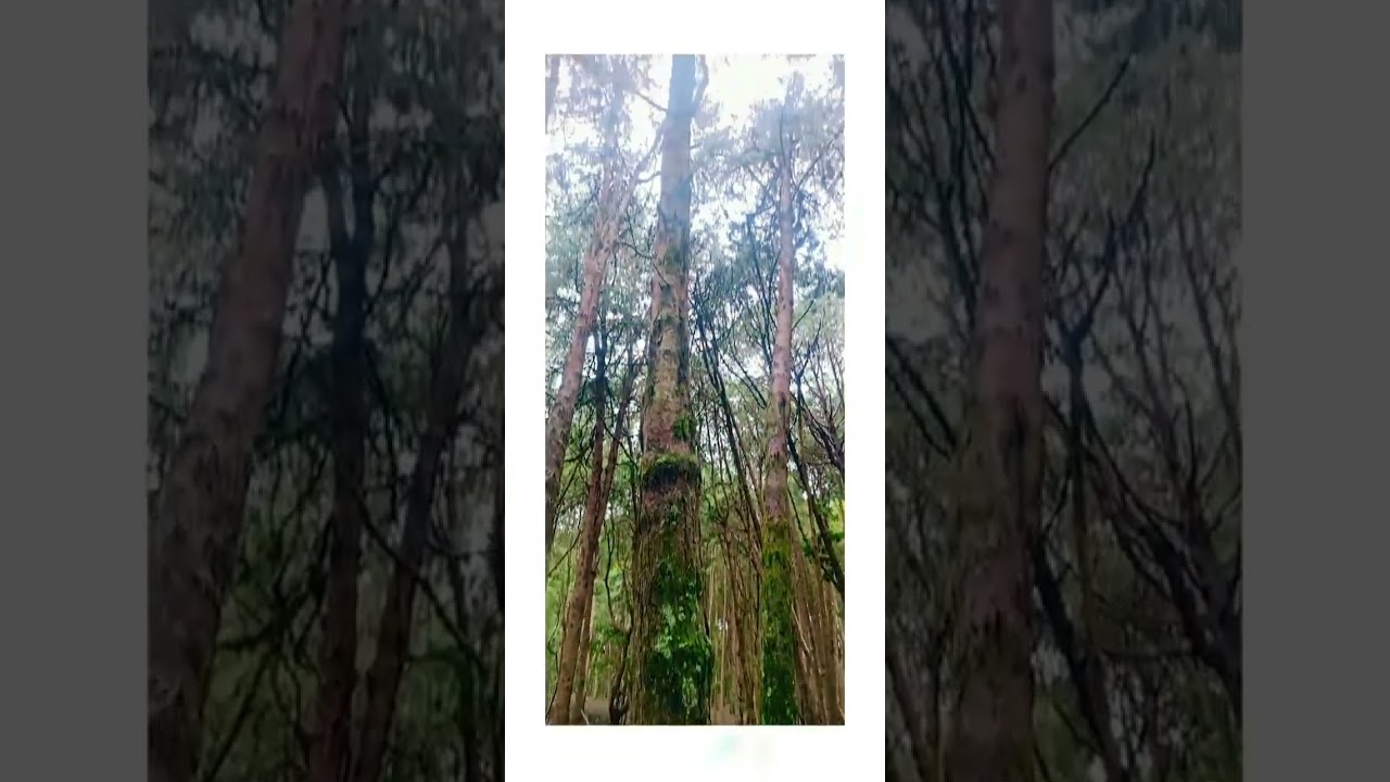 pine tree forest in Ooty, Tamilnadu