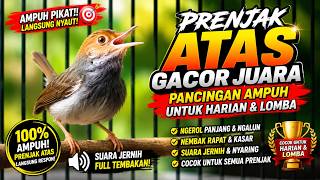 🔴 Prenjak Atas Gacor Juara | Pancingan Ampuh untuk Harian & Lomba Ampuh Pikat‼️ #prenjakatas